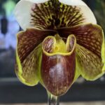 Paphiopedilum Venus Slipper, kolekcjonerski storczyk Sabotek o charakterystycznej warżce w kształcie pantofelka, unikatowy kwiat z ozdobnym górnym płatkiem, rzadka orchidea, Variegarden.