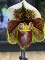 Paphiopedilum Venus Slipper, kolekcjonerski storczyk Sabotek o charakterystycznej warżce w kształcie pantofelka, unikatowy kwiat z ozdobnym górnym płatkiem, rzadka orchidea, Variegarden.