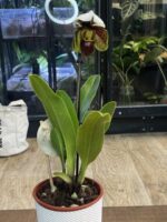 Paphiopedilum Venus Slipper / storczyk - obrazek 4