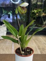 Paphiopedilum Venus Slipper / storczyk - obrazek 3