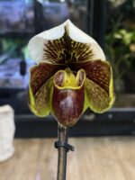 Paphiopedilum Venus Slipper / storczyk - obrazek 2