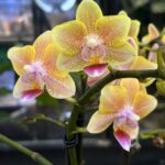 Phalaenopsis Aromio Spicy, kolekcjonerski pachnący storczyk o miedziano-burgundowych kwiatach, woskowa orchidea o korzennym aromacie, lśniące płatki, Variegarden.