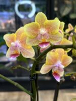 Phalaenopsis Aromio Spicy, kolekcjonerski pachnący storczyk o miedziano-burgundowych kwiatach, woskowa orchidea o korzennym aromacie, lśniące płatki, Variegarden.