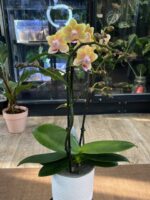 Phalaenopsis Aromio Spicy / storczyk pachnący - obrazek 6