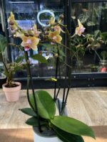 Phalaenopsis Aromio Spicy / storczyk pachnący - obrazek 5