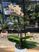 Phalaenopsis Aromio Spicy / storczyk pachnący - obrazek 4