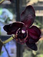 Phalaenopsis Black Swan Mutacja / storczyk - obrazek 9