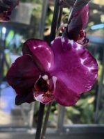 Phalaenopsis Black Swan Mutacja / storczyk - obrazek 2