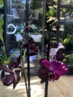 Phalaenopsis Black Swan Mutacja / storczyk - obrazek 3
