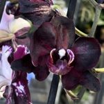 Phalaenopsis Black Swan, storczyk o niemal czarnych woskowych kwiatach z białymi plamami, rzadka odmiana kolekcjonerska, ciemnobordowa orchidea, lśniące płatki, Variegarden.