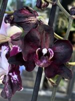 Phalaenopsis Black Swan, storczyk o niemal czarnych woskowych kwiatach z białymi plamami, rzadka odmiana kolekcjonerska, ciemnobordowa orchidea, lśniące płatki, Variegarden.