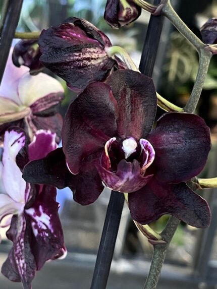 Phalaenopsis Black Swan, storczyk o niemal czarnych woskowych kwiatach z białymi plamami, rzadka odmiana kolekcjonerska, ciemnobordowa orchidea, lśniące płatki, Variegarden.