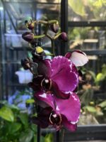 Phalaenopsis Black Swan Mutacja / storczyk - obrazek 5