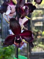 Phalaenopsis Black Swan Mutacja / storczyk - obrazek 6