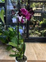 Phalaenopsis Black Swan Mutacja / storczyk - obrazek 7