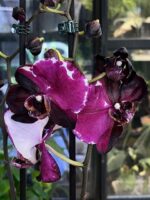 Phalaenopsis Black Swan Mutacja / storczyk - obrazek 8