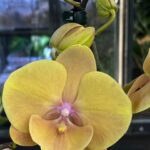Phalaenopsis Blush Sun, kolekcjonerski storczyk o pastelowych kremowo-różowych kwiatach, woskowa orchidea z delikatnym rumieńcem, lśniące płatki, Variegarden.