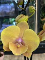 Phalaenopsis Blush Sun, kolekcjonerski storczyk o pastelowych kremowo-różowych kwiatach, woskowa orchidea z delikatnym rumieńcem, lśniące płatki, Variegarden.