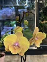Phalaenopsis Blush Sun / storczyk - obrazek 3