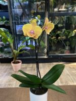 Phalaenopsis Blush Sun / storczyk - obrazek 4