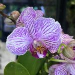 Phalaenopsis Bucharest Miniatura, miniaturowy storczyk o intensywnych purpurowych kwiatach, rzadka orchidea kolekcjonerska o kompaktowym pokroju, aksamitne płatki, Variegarden.