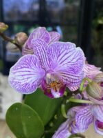 Phalaenopsis Bucharest Miniatura, miniaturowy storczyk o intensywnych purpurowych kwiatach, rzadka orchidea kolekcjonerska o kompaktowym pokroju, aksamitne płatki, Variegarden.