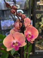 Phalaenopsis Coral Big Lip  / storczyk - obrazek 3
