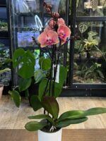 Phalaenopsis Coral Big Lip  / storczyk - obrazek 4