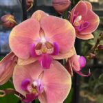 Phalaenopsis Coral Big Lip, kolekcjonerski storczyk o dużych koralowych kwiatach z szeroką warżką typu Big Lip, rzadka orchidea o woskowej strukturze, nasycone barwy, Variegarden.