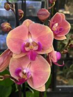 Phalaenopsis Coral Big Lip, kolekcjonerski storczyk o dużych koralowych kwiatach z szeroką warżką typu Big Lip, rzadka orchidea o woskowej strukturze, nasycone barwy, Variegarden.