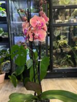 Phalaenopsis Coral Big Lip  / storczyk - obrazek 5