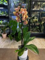 Phalaenopsis Dame Etna / storczyk - obrazek 2