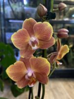 Phalaenopsis Dame Etna / storczyk - obrazek 6