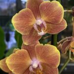 Phalaenopsis Dame Etna, kolekcjonerski storczyk o pastelowych biało-różowych kwiatach, elegancka orchidea o porcelanowej strukturze płatków, luksusowa roślina doniczkowa, Variegarden.