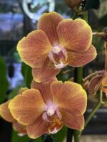 Phalaenopsis Dame Etna, kolekcjonerski storczyk o pastelowych biało-różowych kwiatach, elegancka orchidea o porcelanowej strukturze płatków, luksusowa roślina doniczkowa, Variegarden.