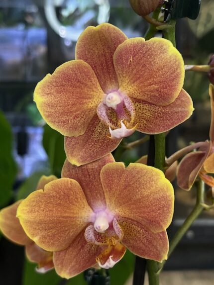 Phalaenopsis Dame Etna, kolekcjonerski storczyk o pastelowych biało-różowych kwiatach, elegancka orchidea o porcelanowej strukturze płatków, luksusowa roślina doniczkowa, Variegarden.