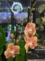 Phalaenopsis Dame Etna / storczyk - obrazek 4