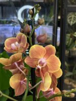 Phalaenopsis Dame Etna / storczyk - obrazek 3