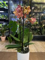 Phalaenopsis Eos / storczyk - obrazek 2