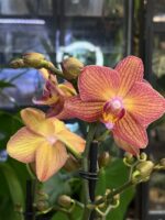 Phalaenopsis Eos / storczyk - obrazek 5