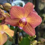 Phalaenopsis Eos, kolekcjonerski storczyk o pastelowych kremowo-morelowych kwiatach, woskowa orchidea o świetlistym wybarwieniu, lśniące płatki, zdrowy system korzeniowy, Variegarden.
