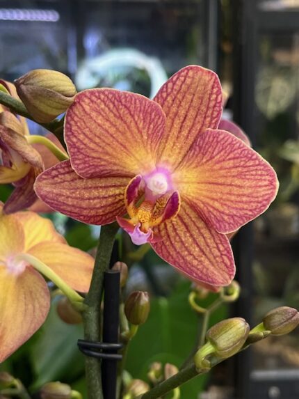 Phalaenopsis Eos, kolekcjonerski storczyk o pastelowych kremowo-morelowych kwiatach, woskowa orchidea o świetlistym wybarwieniu, lśniące płatki, zdrowy system korzeniowy, Variegarden.