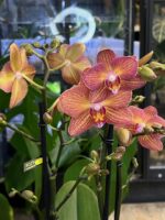 Phalaenopsis Eos / storczyk - obrazek 3