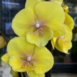Phalaenopsis Gloria, storczyk o delikatnych różowych kwiatach, pastelowa orchidea kolekcjonerska, obficie kwitnący storczyk w domowej dżungli, Variegarden.