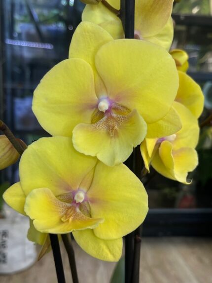 Phalaenopsis Gloria, storczyk o delikatnych różowych kwiatach, pastelowa orchidea kolekcjonerska, obficie kwitnący storczyk w domowej dżungli, Variegarden.