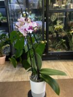 Phalaenopsis King Car Dalmatian / storczyk - obrazek 3