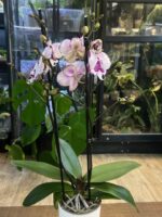 Phalaenopsis King Car Dalmatian / storczyk - obrazek 2