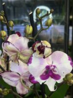 Phalaenopsis King Car Dalmatian / storczyk - obrazek 6