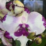 Phalaenopsis King Car Dalmatian, kolekcjonerski storczyk o białych kwiatach z gęstym bordowym nakropieniem, rzadka orchidea o woskowej strukturze płatków, wzór dalmatyńczyka, Variegarden.
