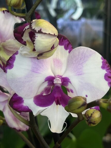 Phalaenopsis King Car Dalmatian, kolekcjonerski storczyk o białych kwiatach z gęstym bordowym nakropieniem, rzadka orchidea o woskowej strukturze płatków, wzór dalmatyńczyka, Variegarden.